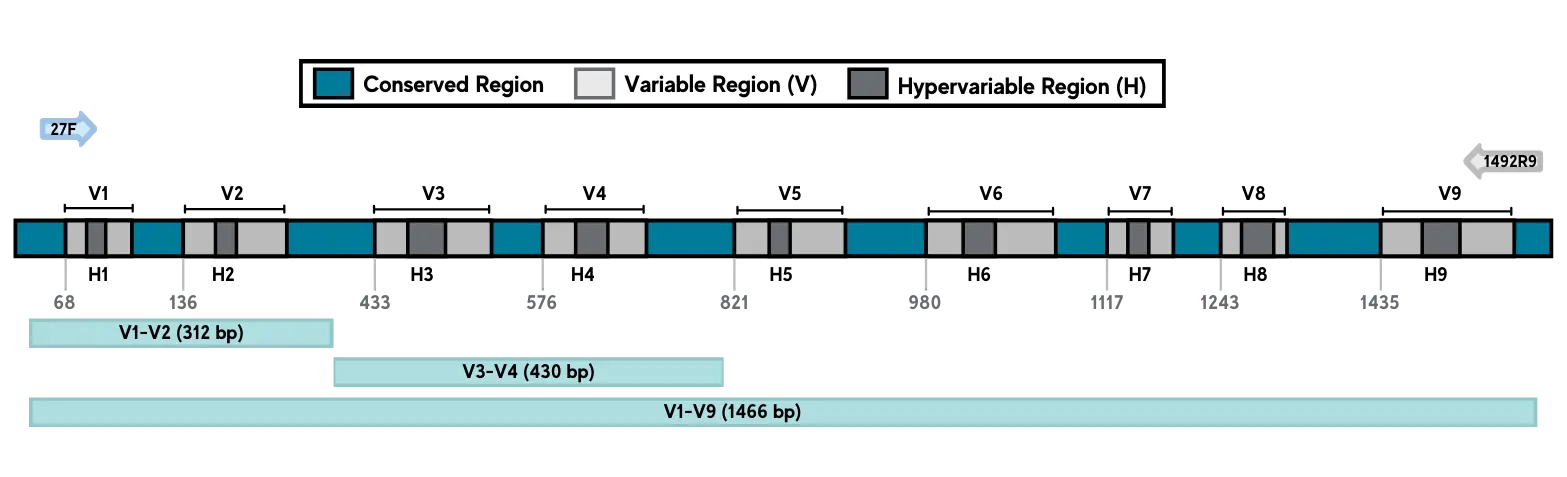 Diagram of the 16S rRNA gene V1-V9 regions and amplicon coverage